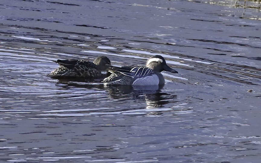 Garganey - ML217080041