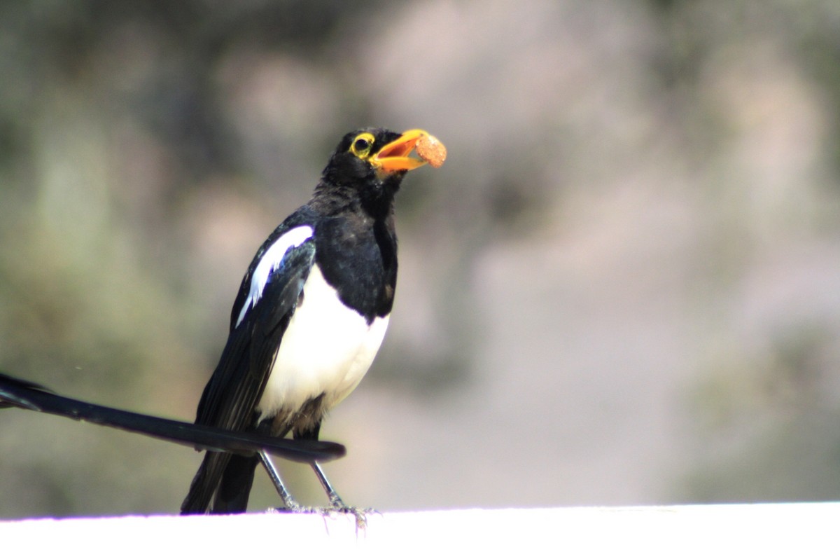 Yellow-billed Magpie - James Sherwonit