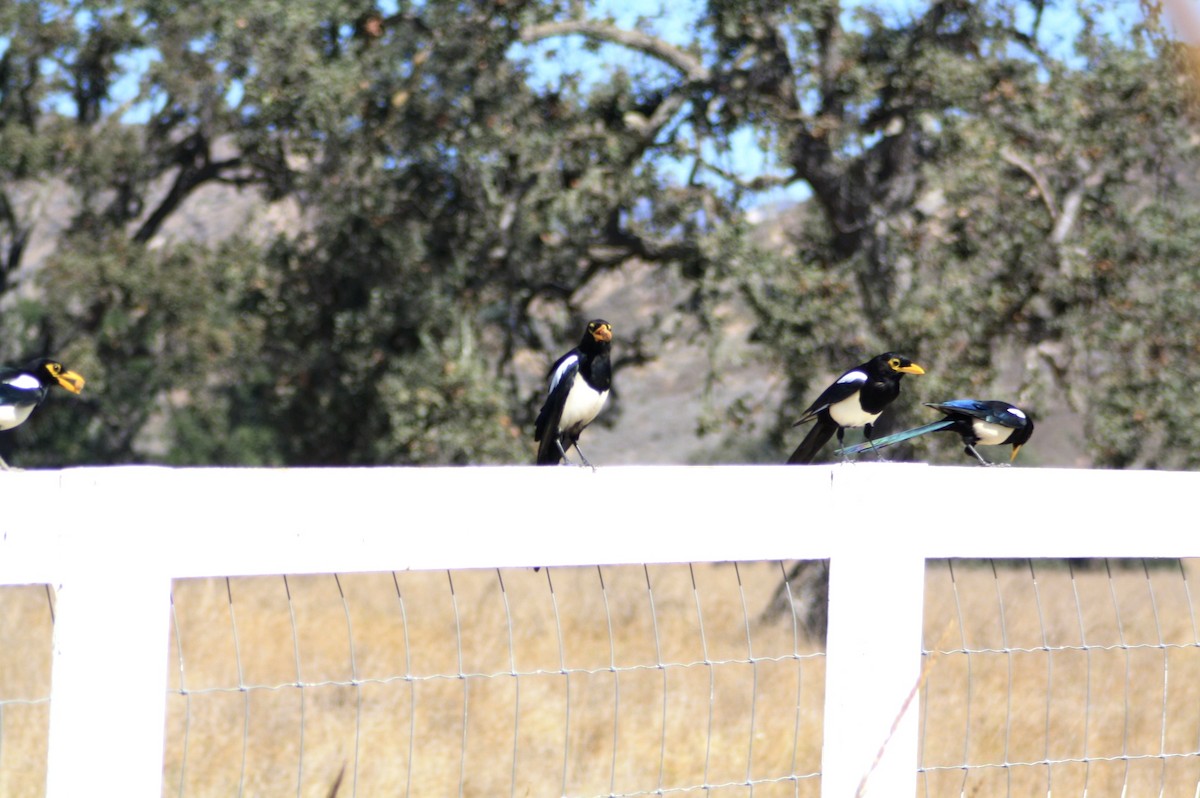 Yellow-billed Magpie - James Sherwonit