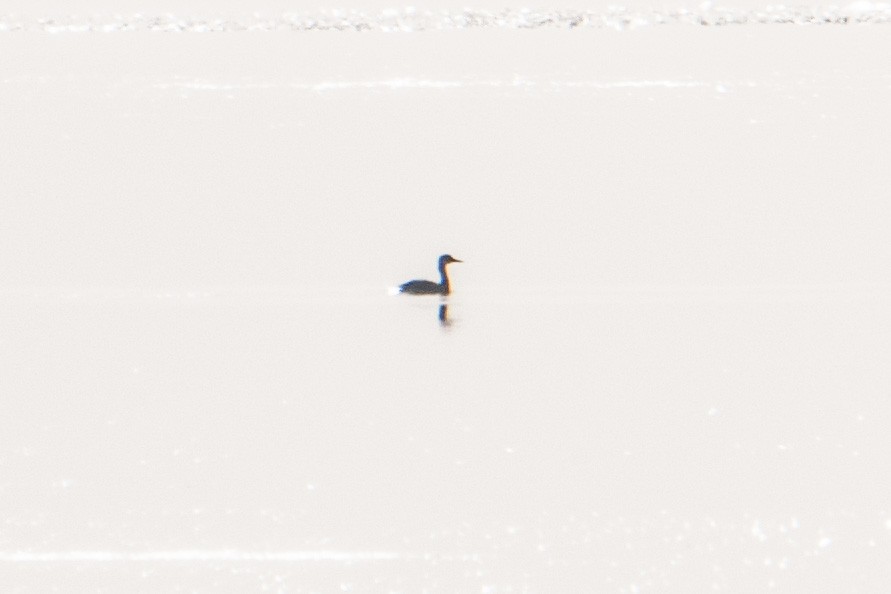 Red-necked Grebe - ML21708041