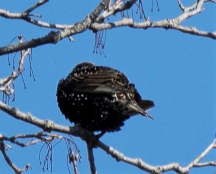 European Starling - ML217080971