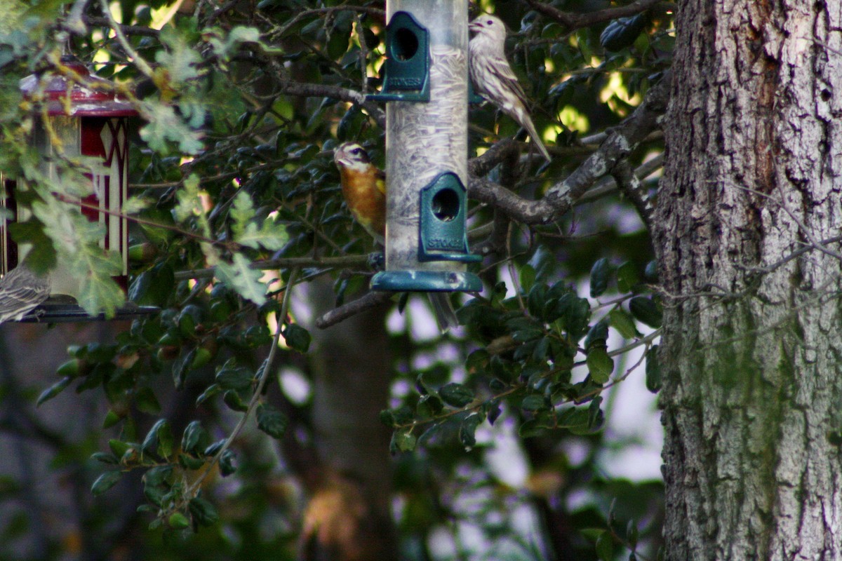 Black-headed Grosbeak - James Sherwonit