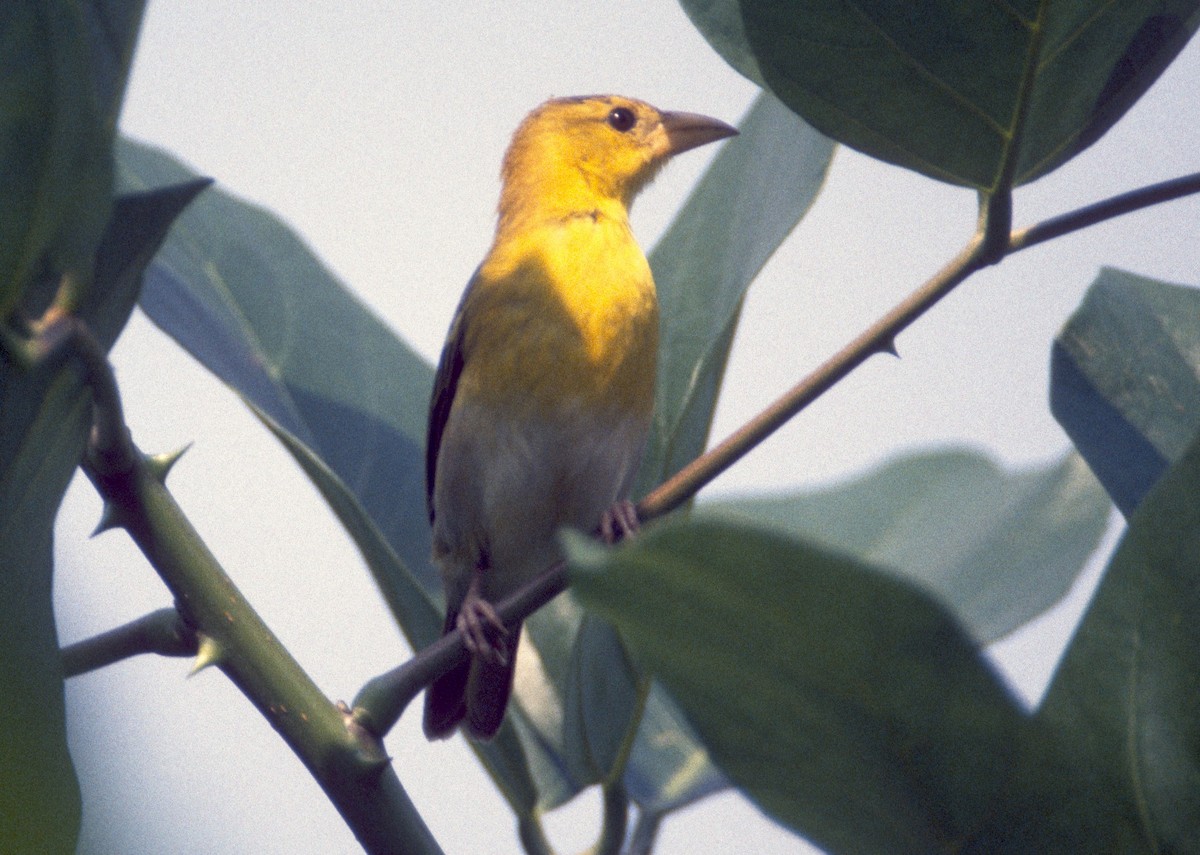 Principe Golden-Weaver - Don Roberson