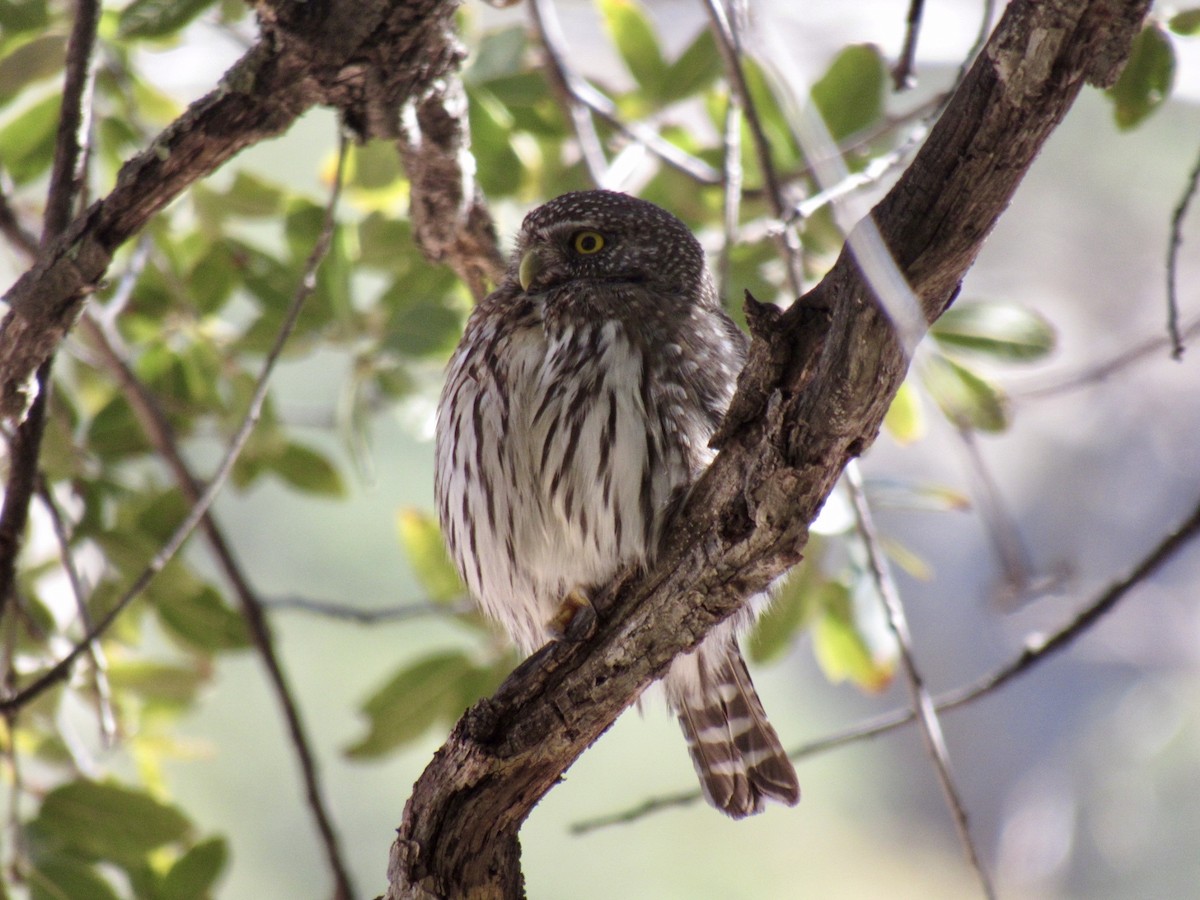 Northern Pygmy-Owl - ML217082421