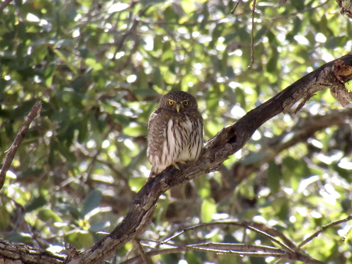 Northern Pygmy-Owl - ML217082871