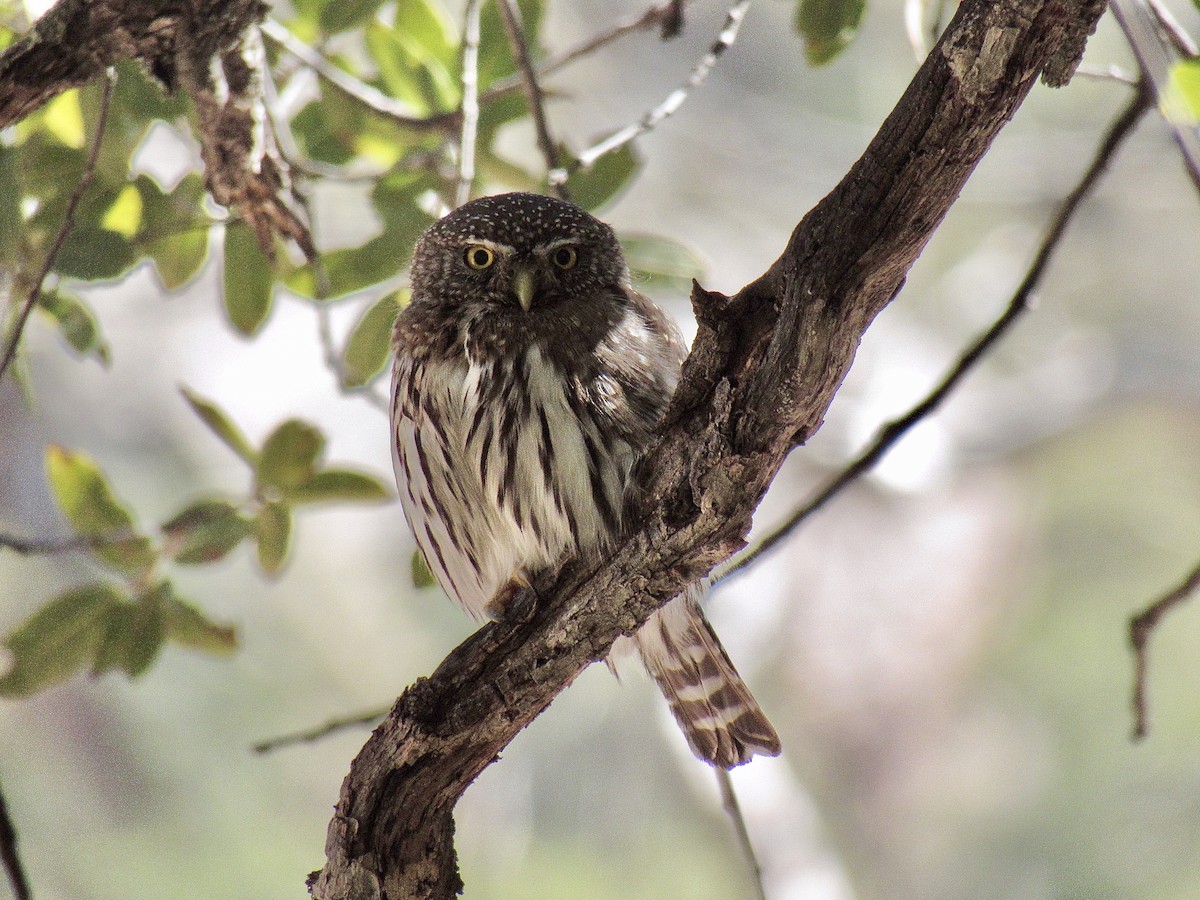 Northern Pygmy-Owl - ML217083551