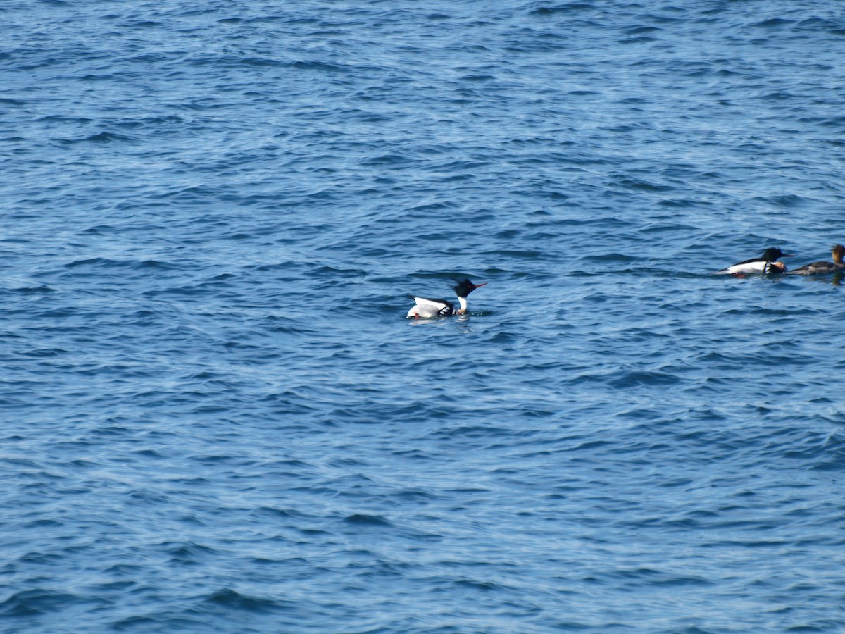 Red-breasted Merganser - Chantal Imbeault