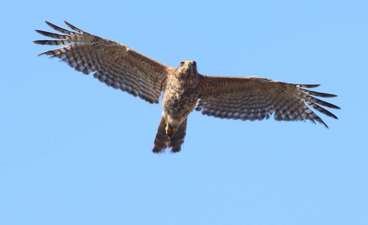 Red-shouldered Hawk - Gary Leavens