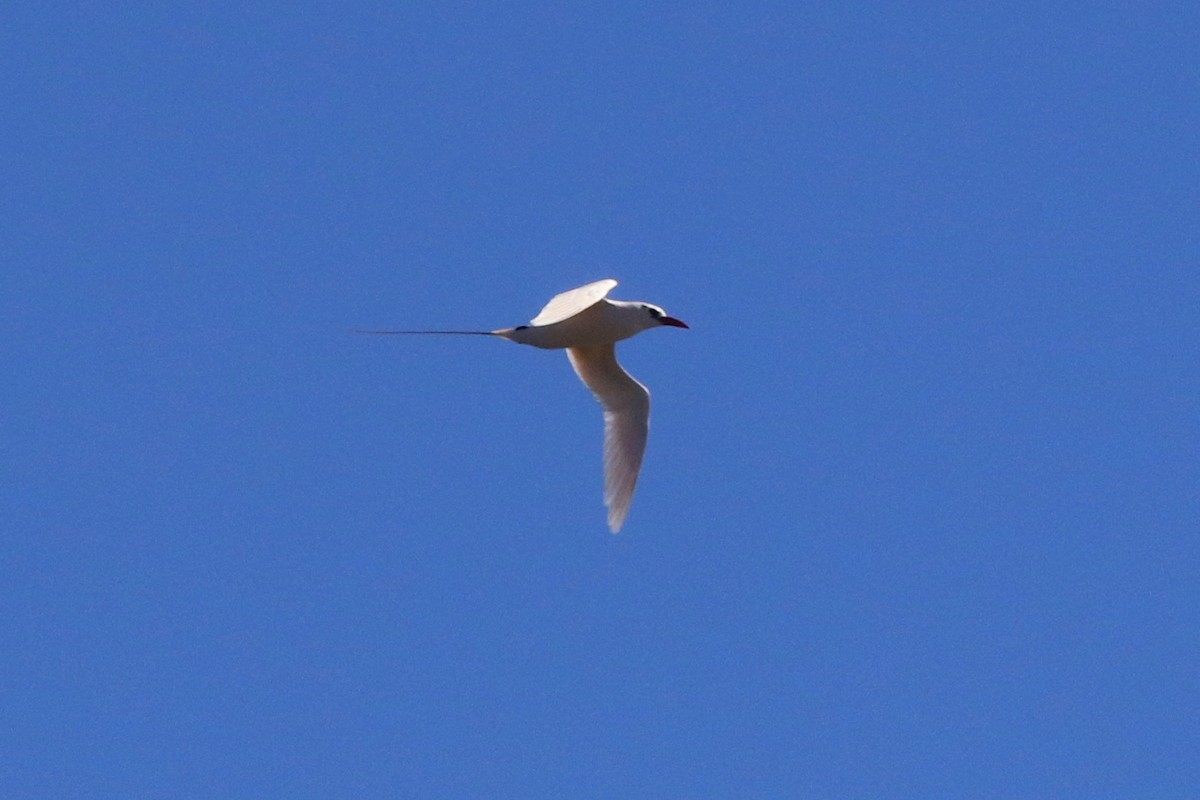 Red-tailed Tropicbird - ML217086611