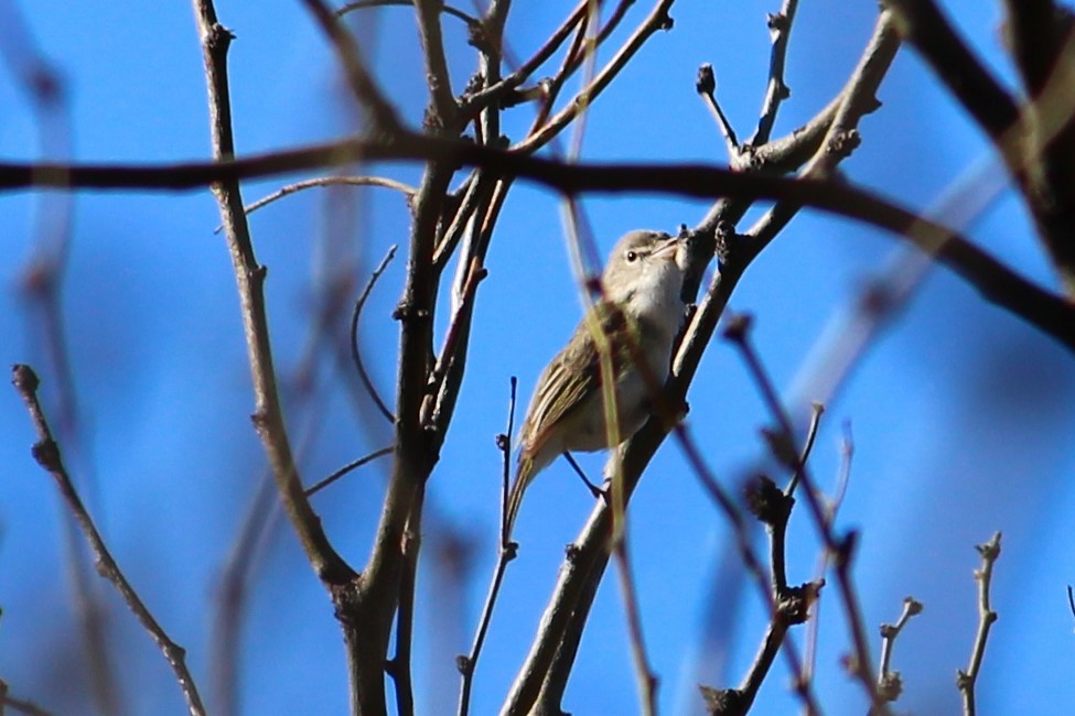 Bell's Vireo - ML217086661