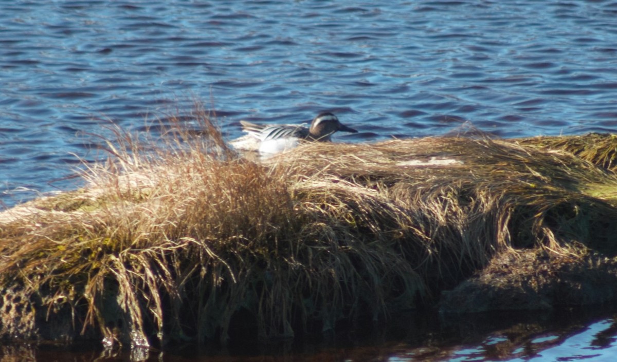 Garganey - ML217086741