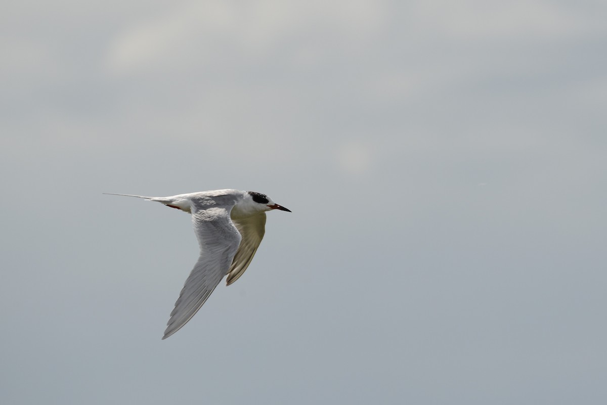 Forster's Tern - Darren Dewitt