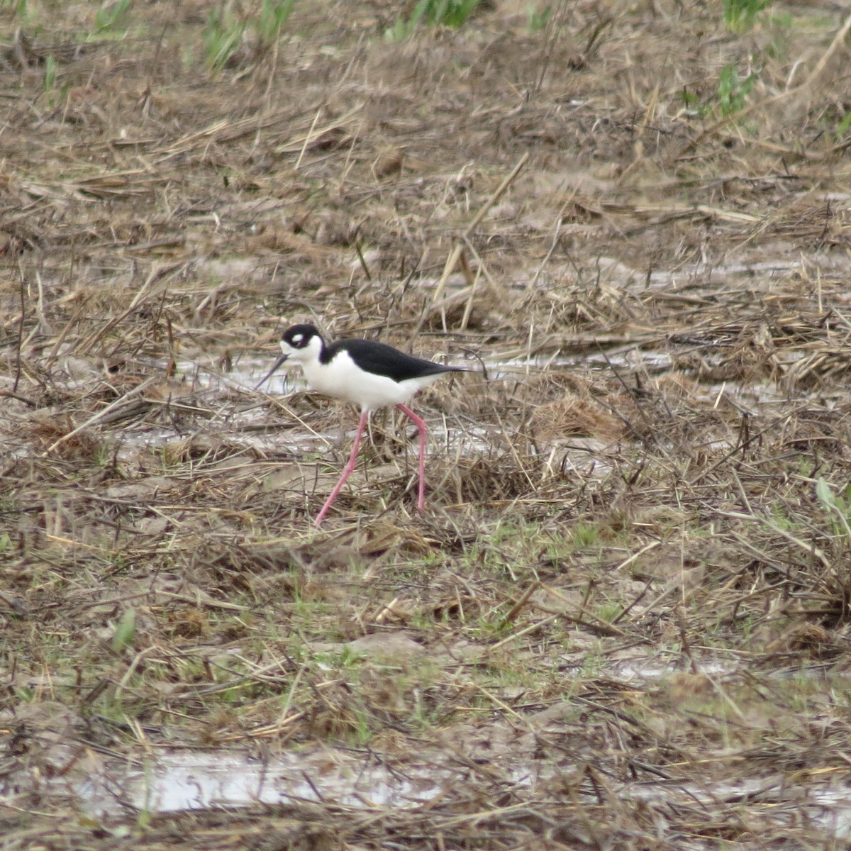 Black-necked Stilt - ML217090211