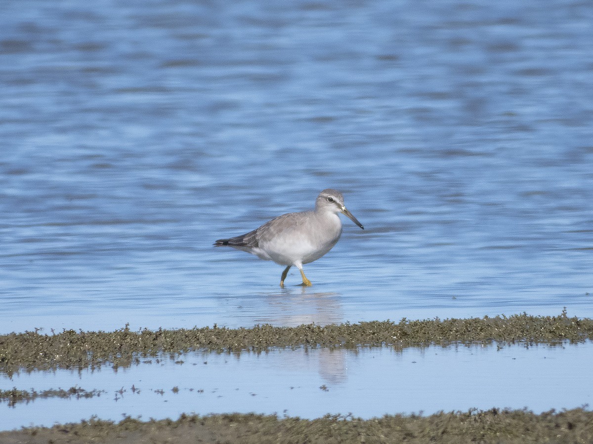 Gray-tailed Tattler - ML217091401