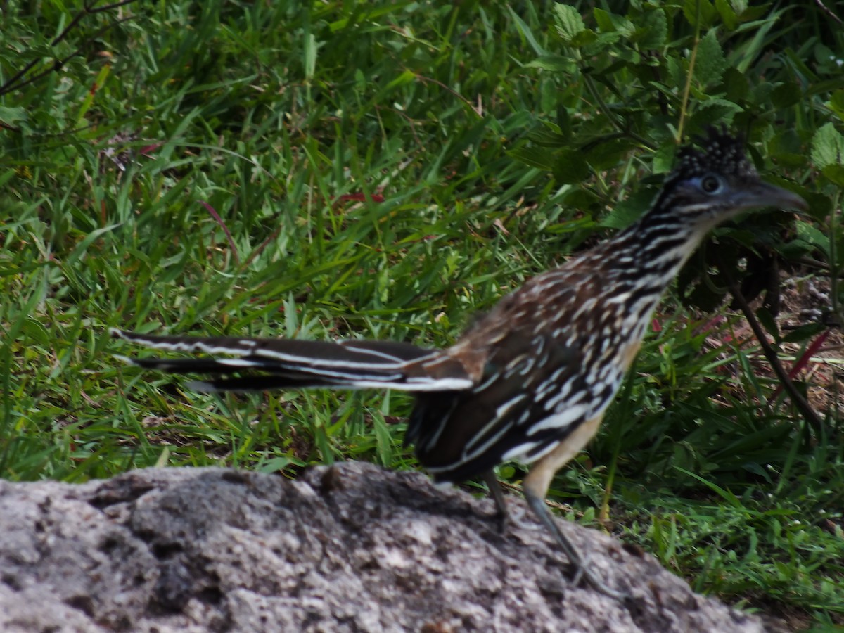 Lesser Roadrunner - ML21709161