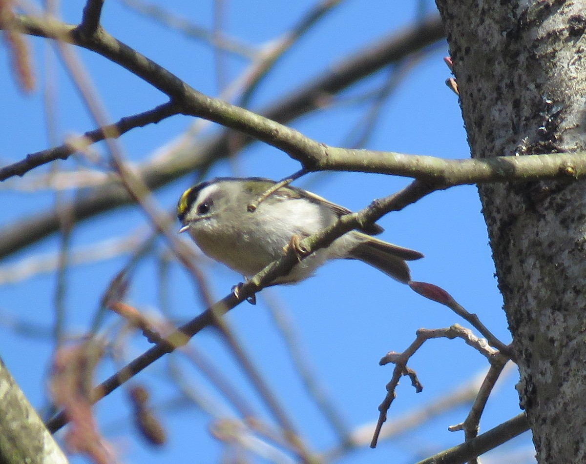 Golden-crowned Kinglet - ML217095151