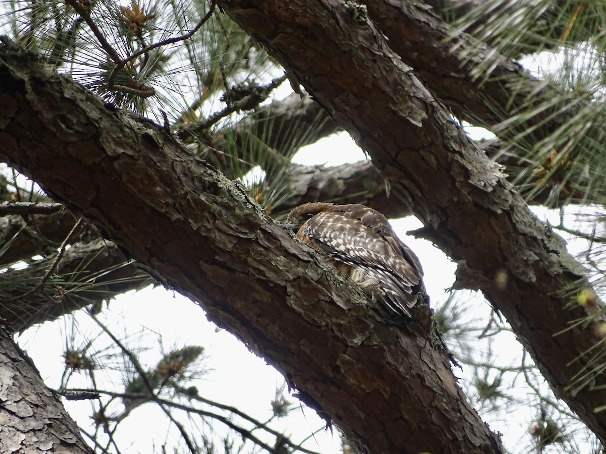 Red-shouldered Hawk - ML217096421