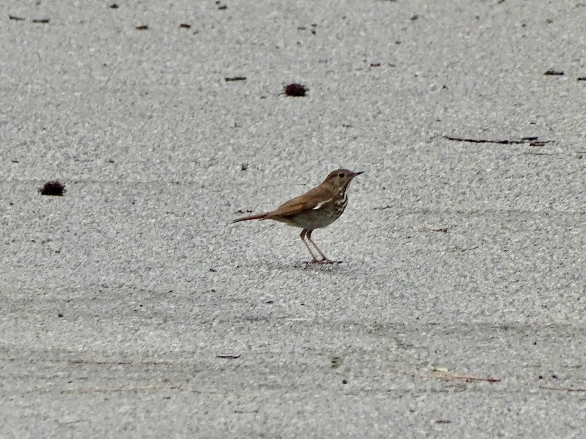 Hermit Thrush - ML217096821