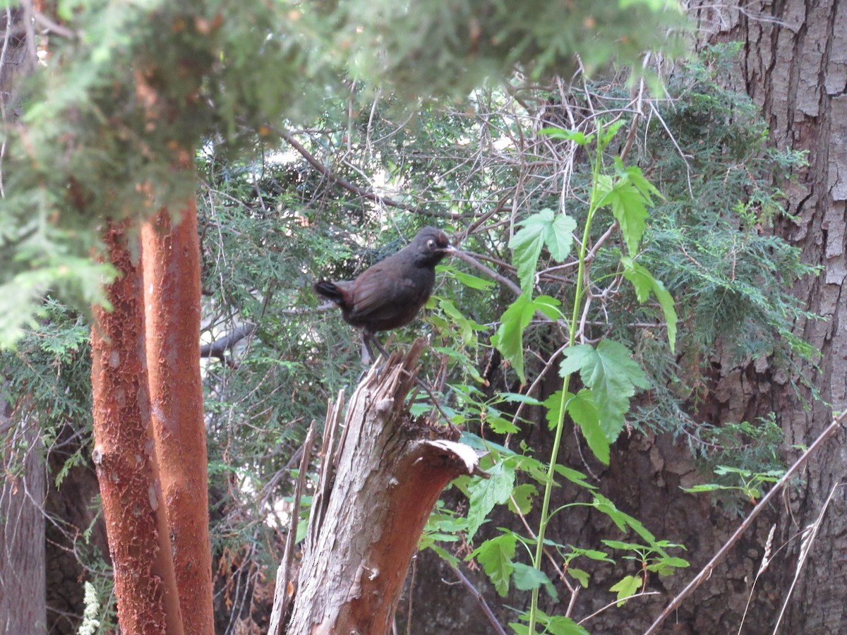 Schwarzkehltapaculo - ML217096911