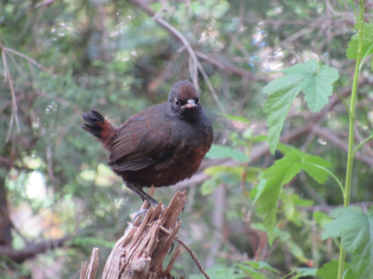 Schwarzkehltapaculo - ML217096951