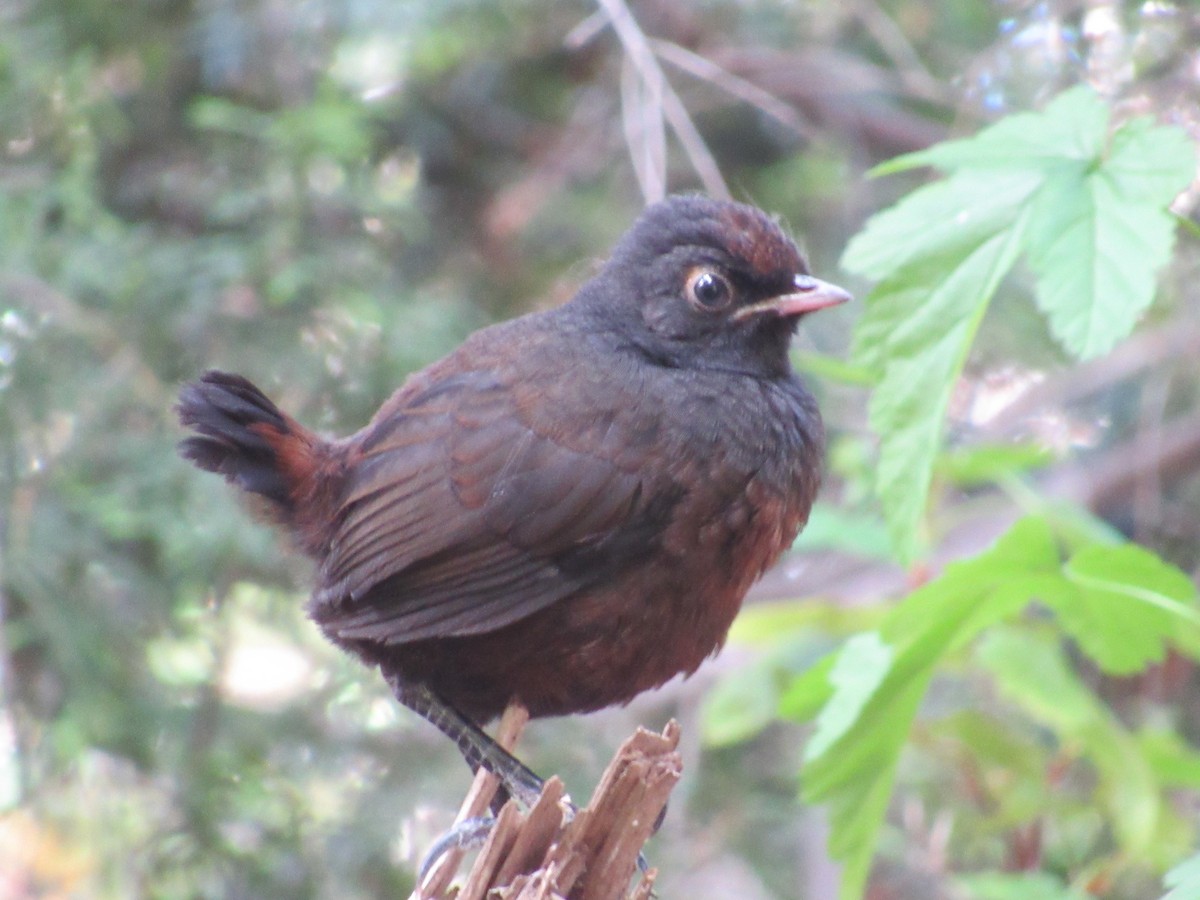 Schwarzkehltapaculo - ML217096991