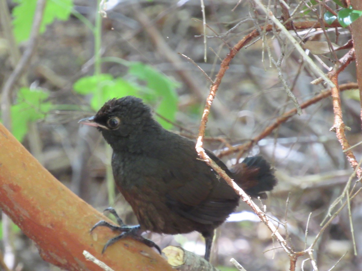 Black-throated Huet-huet - ML217097211