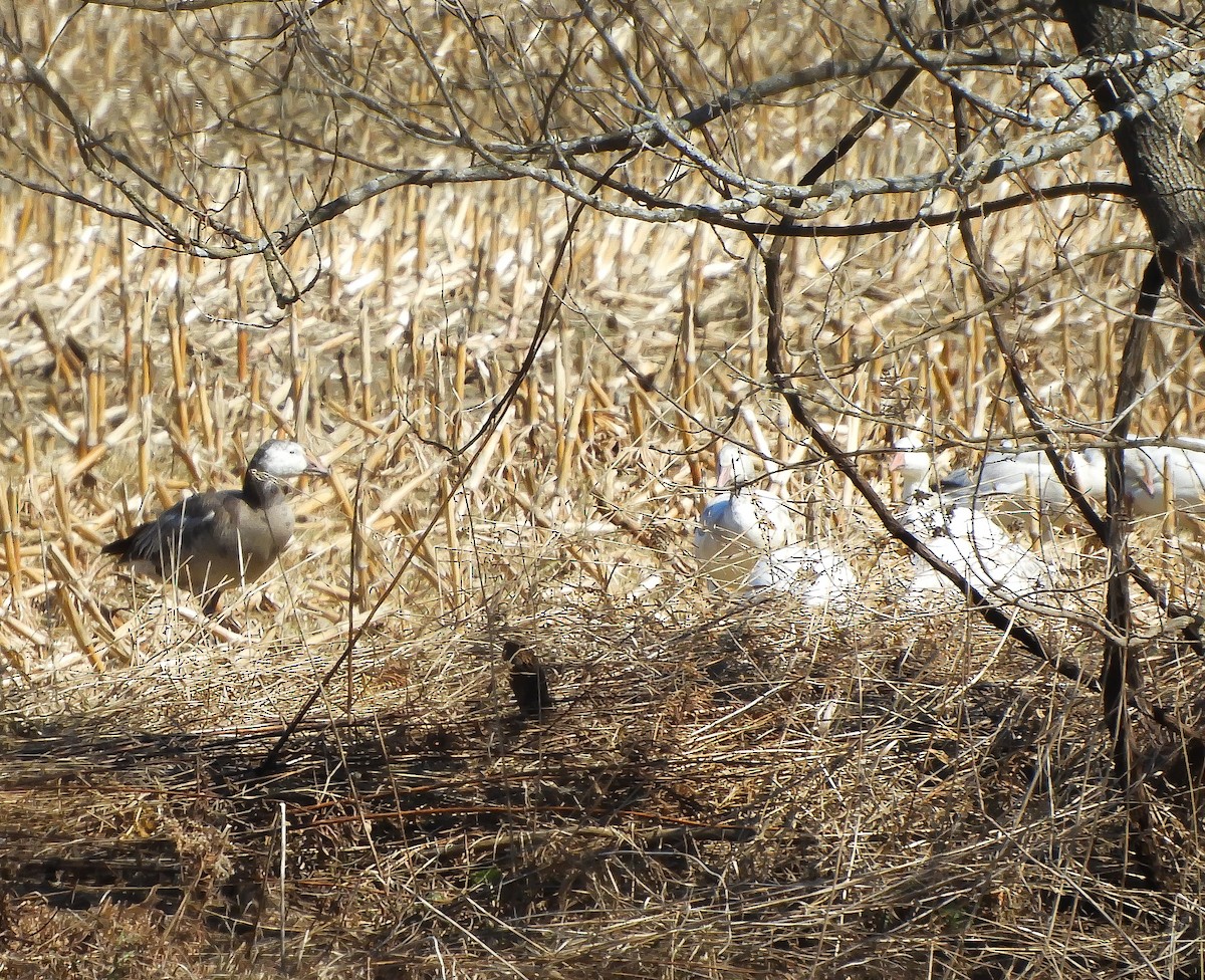 Snow Goose - ML217097721