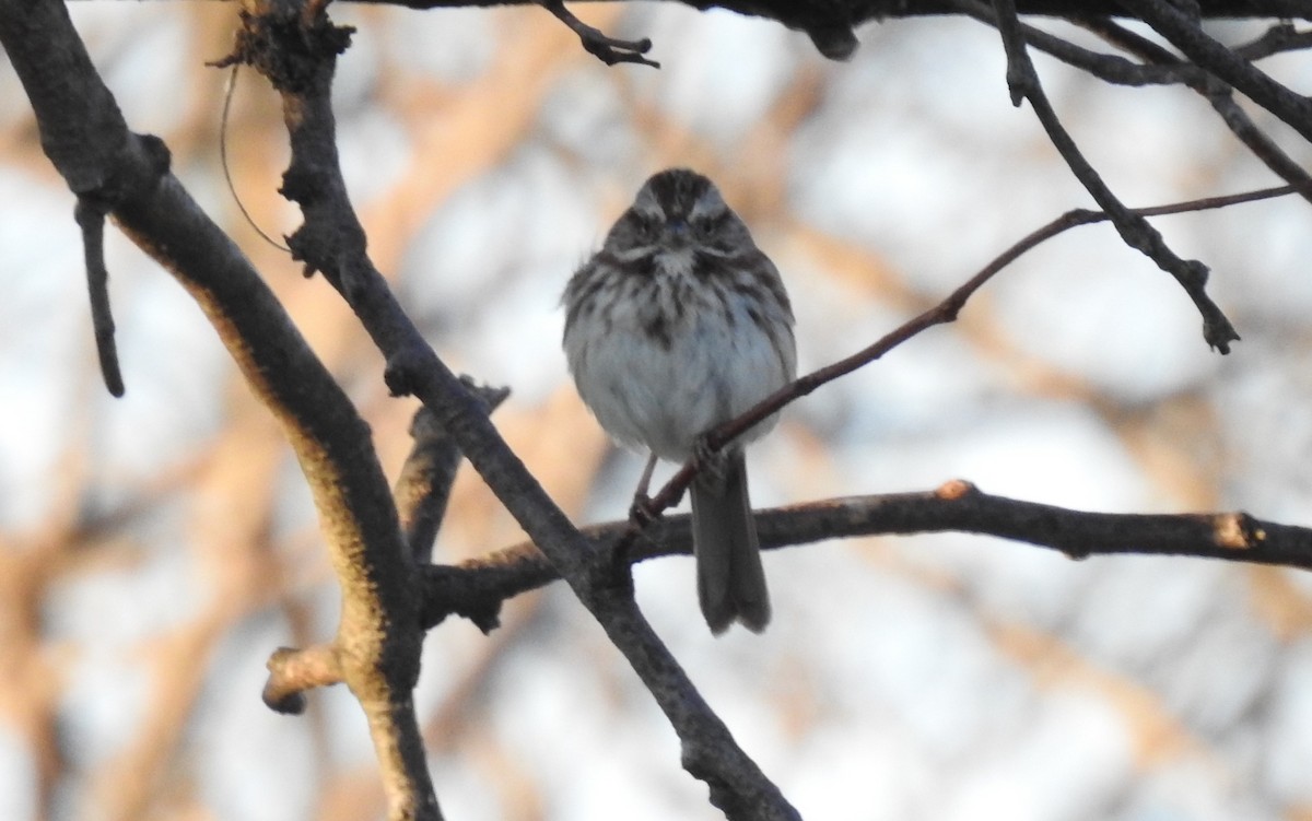 Song Sparrow - Carolyn Mathur