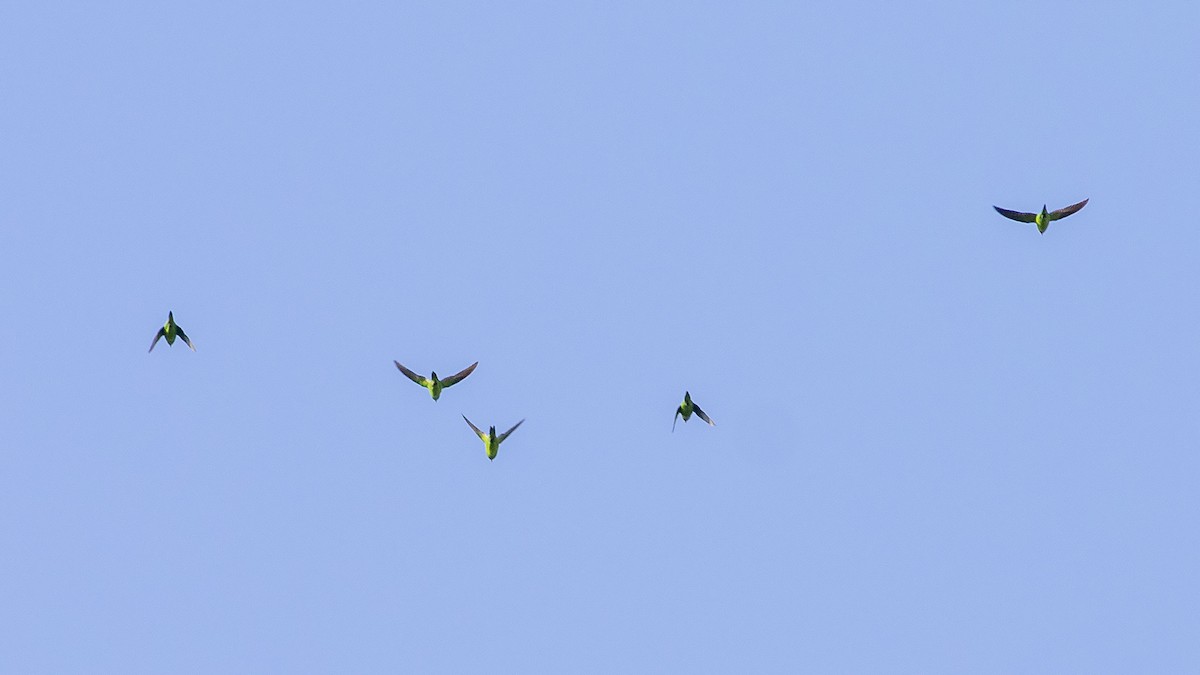 Little Lorikeet - ML217101551