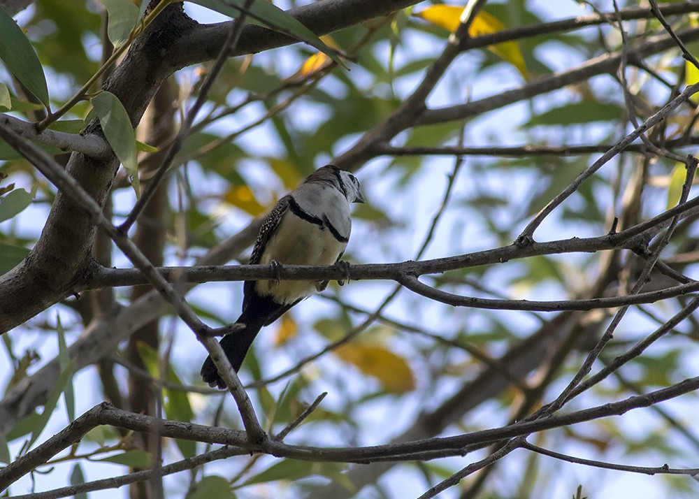 Double-barred Finch - ML217101781