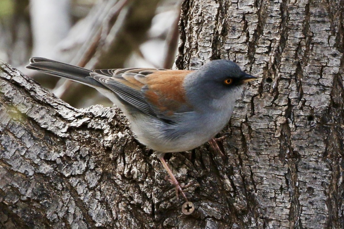 Yellow-eyed Junco - Jim Zenor