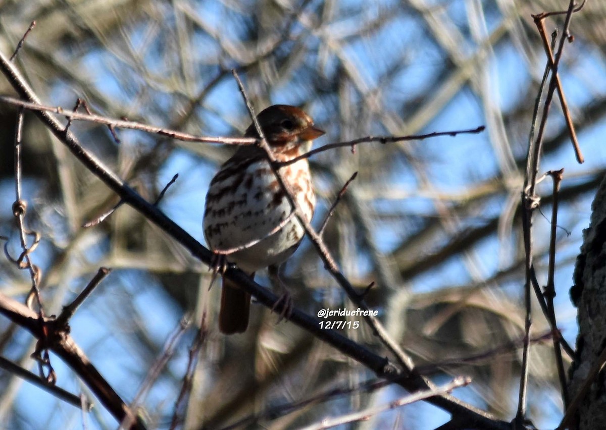 Fox Sparrow - ML21710251