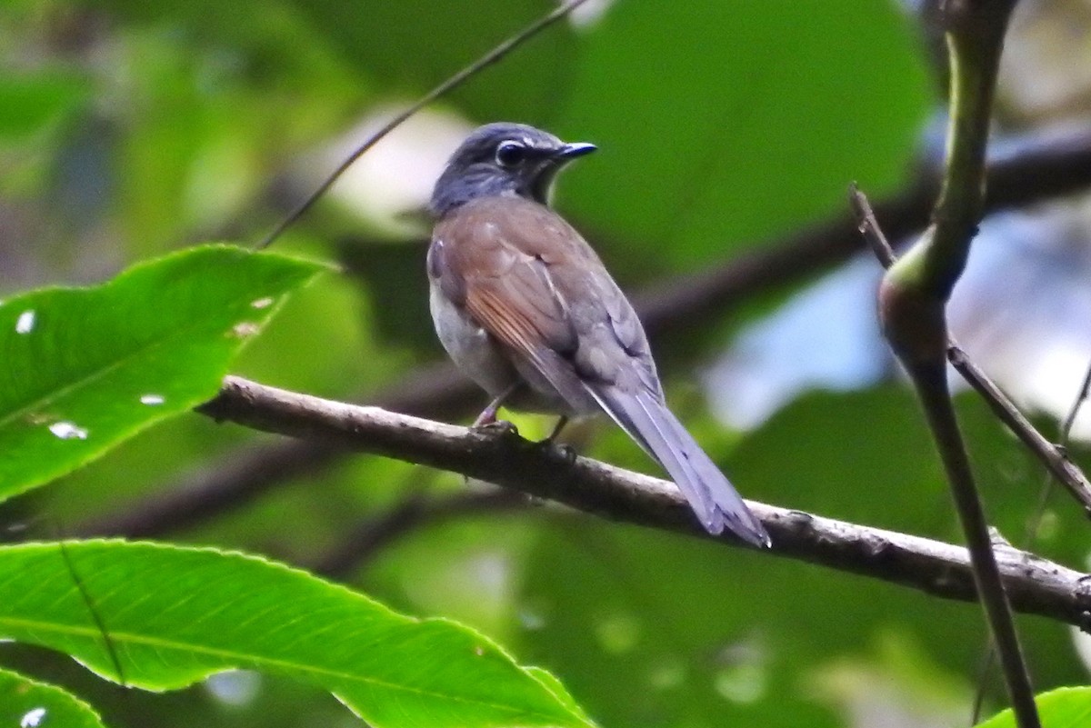 Brown-backed Solitaire - ML217102761