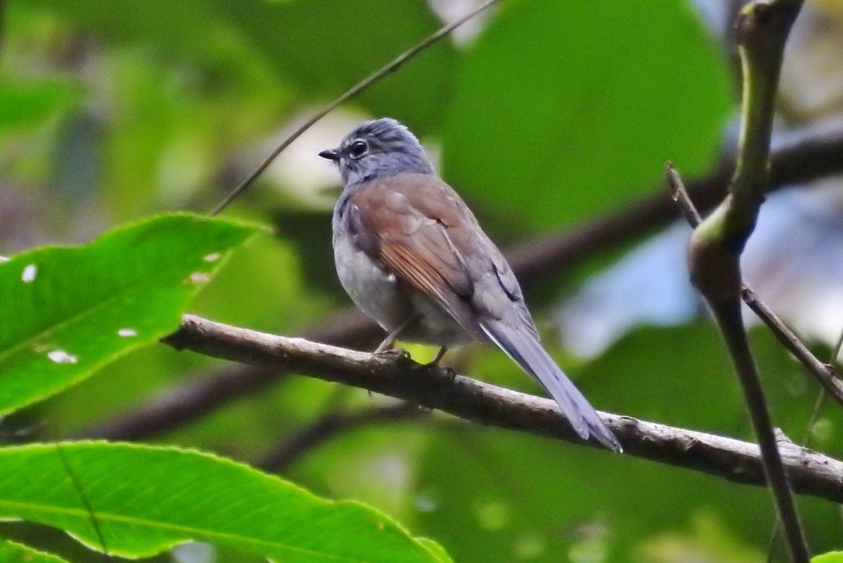 Brown-backed Solitaire - ML217102911
