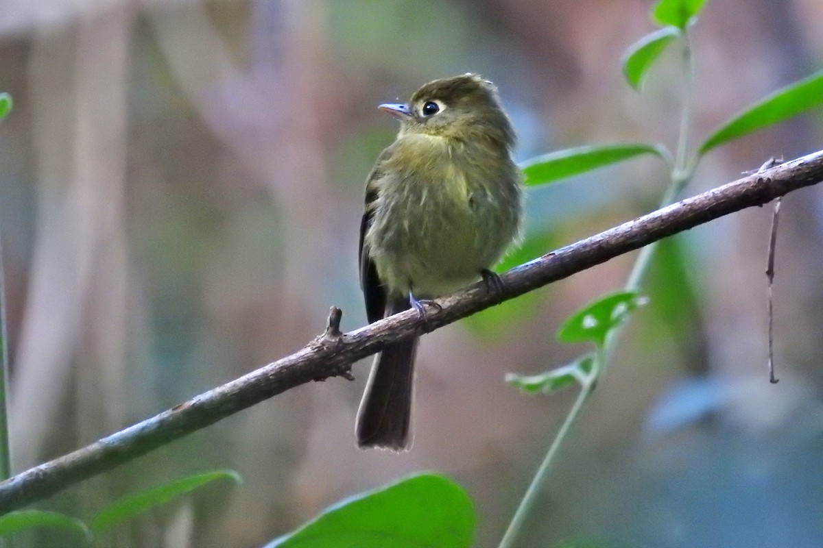 Yellowish Flycatcher - ML217103011