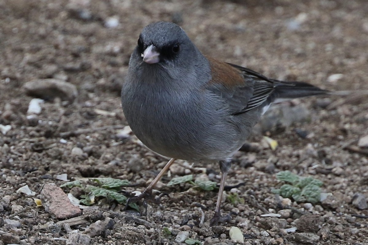 Dark-eyed Junco - ML217103391