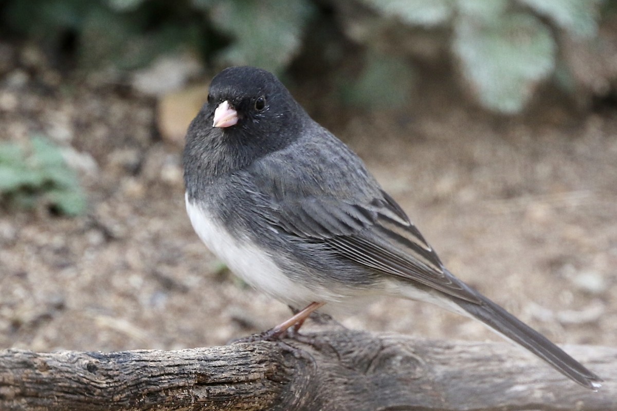 Dark-eyed Junco - ML217103401