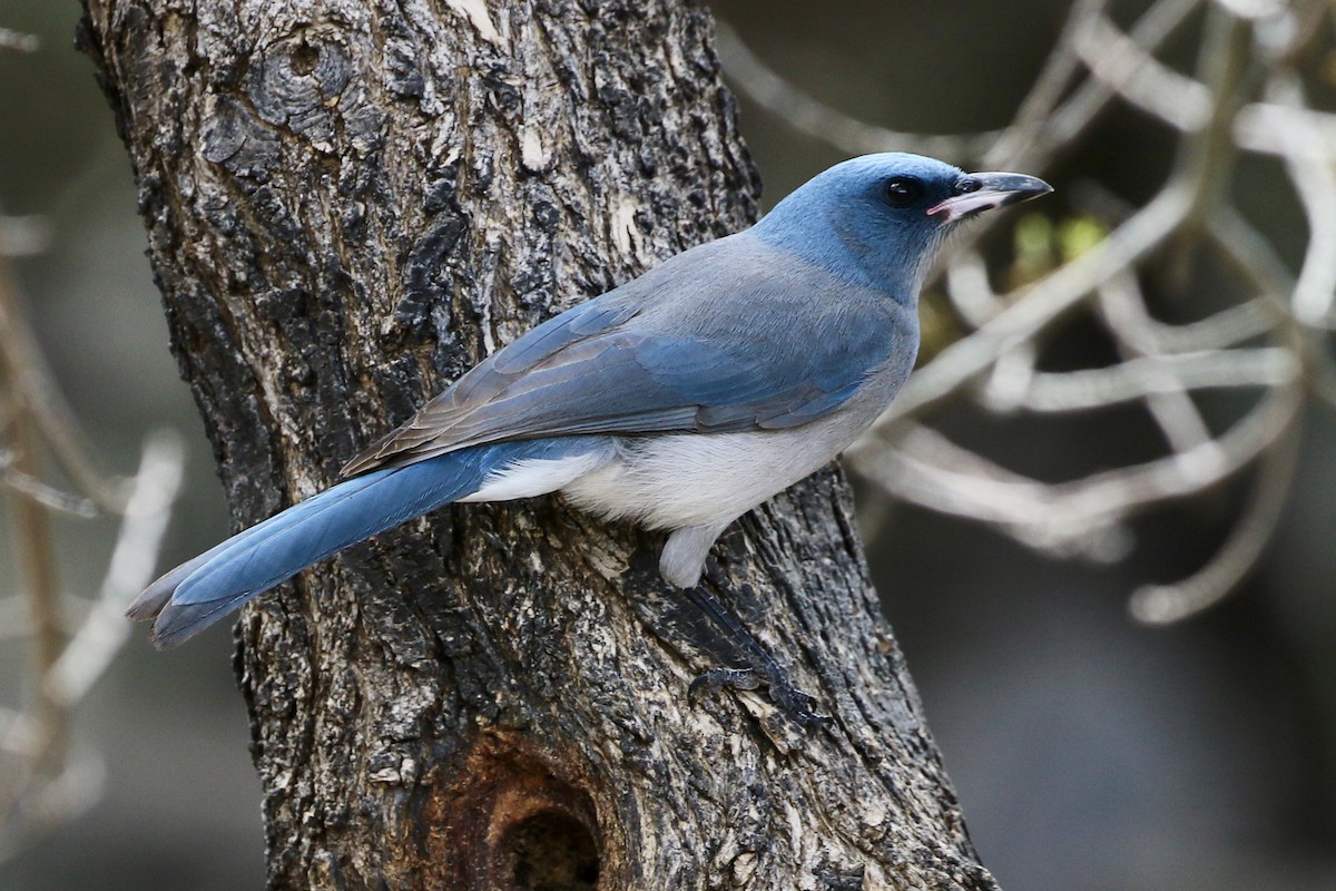 Mexican Jay - Jim Zenor