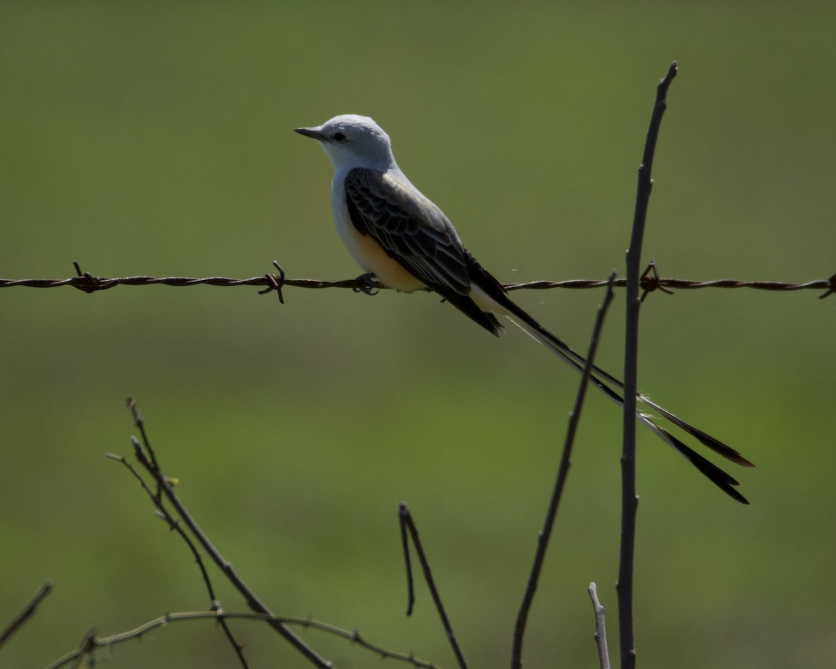Scissor-tailed Flycatcher - ML217104011