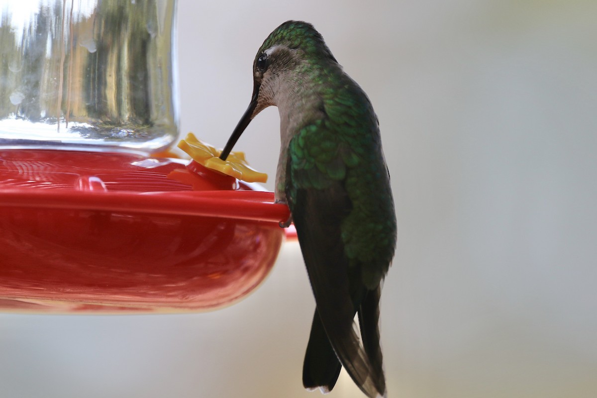 kolibřík skvostný - ML217104151