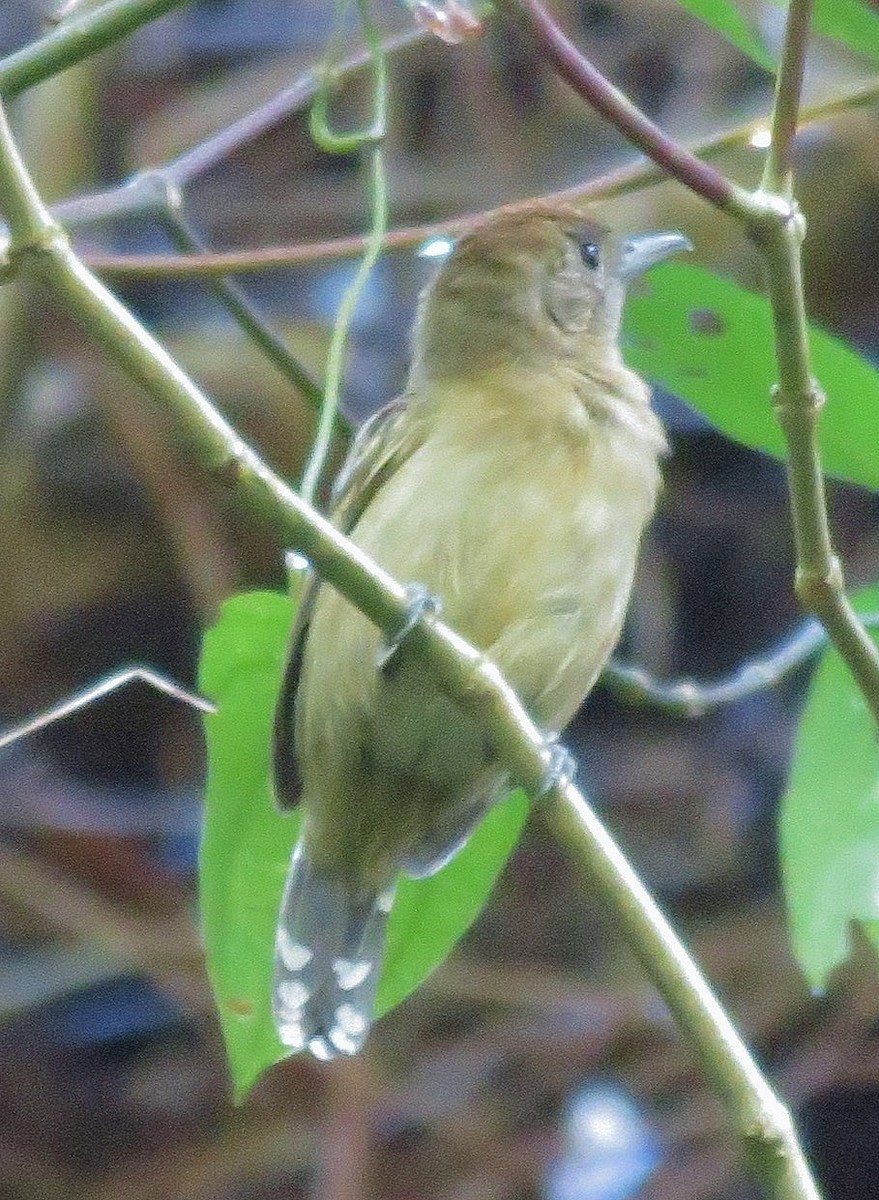 Black-crowned Antshrike - ML217104321