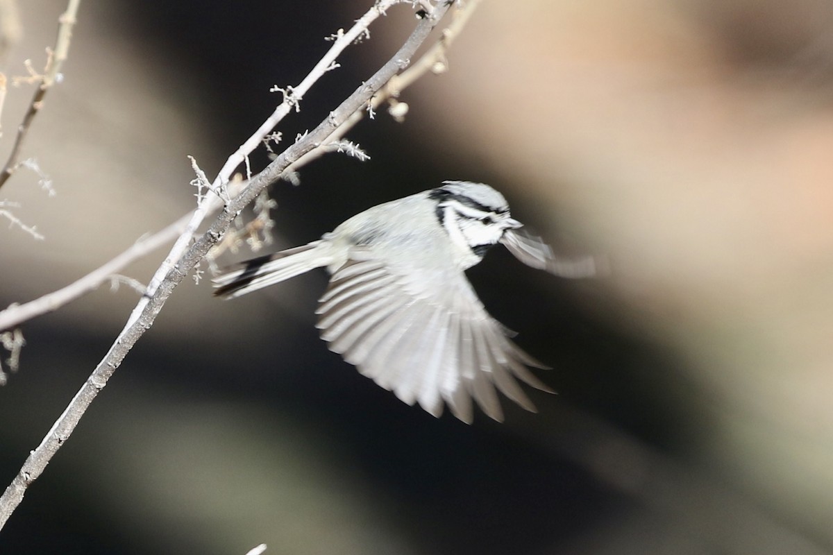 Bridled Titmouse - Jim Zenor