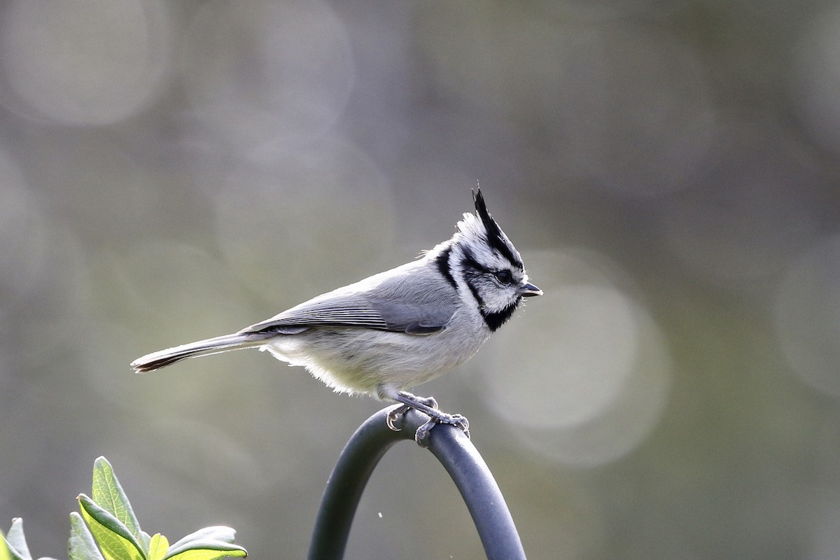 Bridled Titmouse - ML217104651