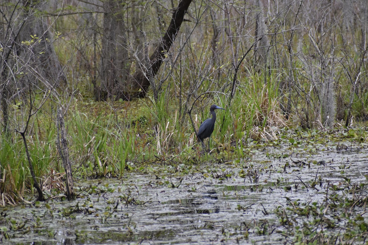 Little Blue Heron - Grace O'Brien