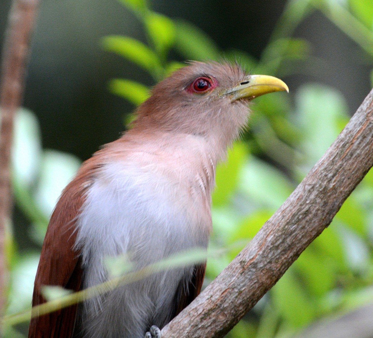 Common Squirrel-Cuckoo - Steve King