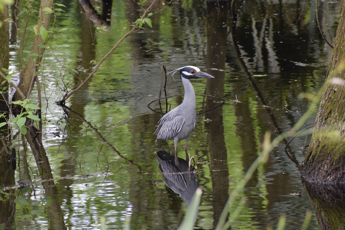 Yellow-crowned Night Heron - Grace O'Brien