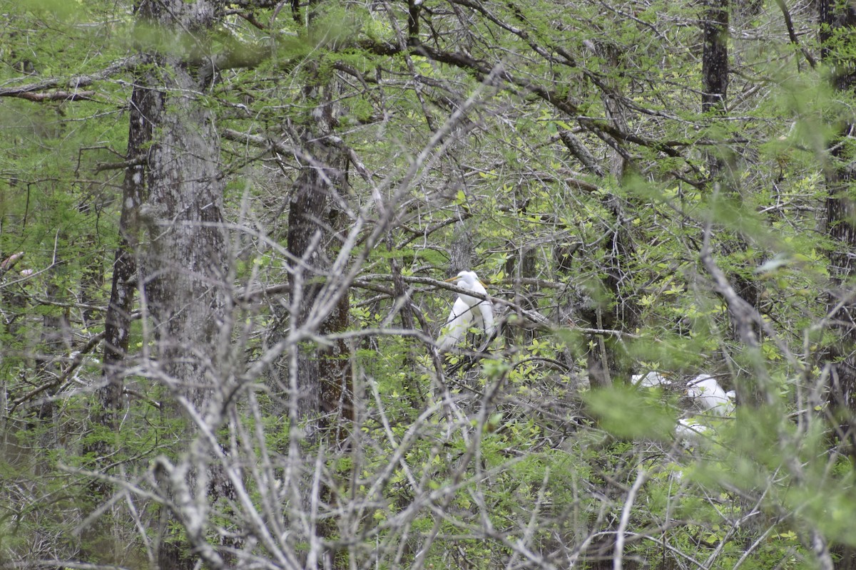 Great Egret - Grace O'Brien