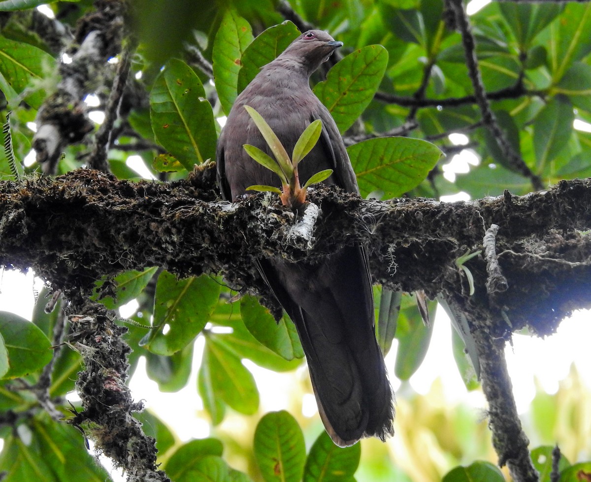 Ruddy Pigeon - ML217108761