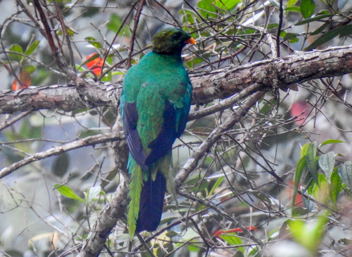 Golden-headed Quetzal - ML217109671