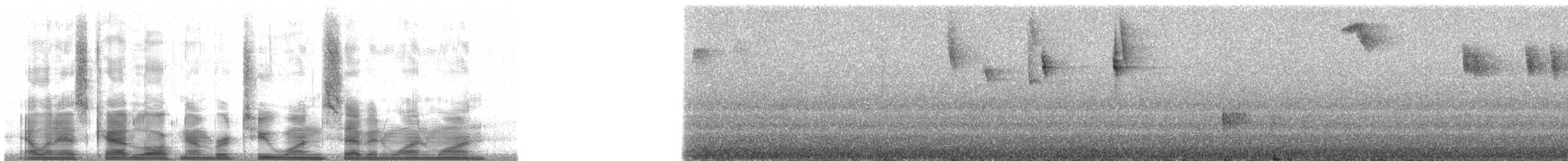 Rotstirntangare (parzudakii/urubambae) - ML21711
